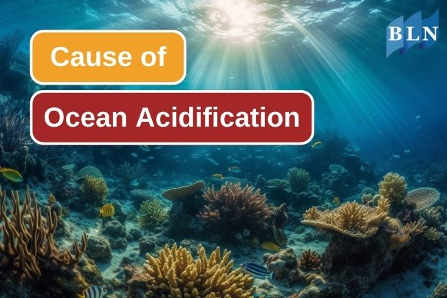 What Is Ocean Acidification And How It Can Happen